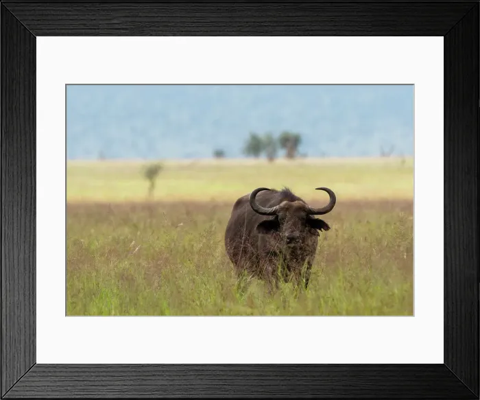 Framed Print : African buffalo (Syncerus caffer), Tsavo, Kenya. Date: 20-04-2017 Framed Print : African buffalo (Syncerus caffer), Tsavo, Kenya. Date: 20-04-2017