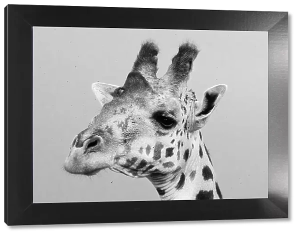 Portrait of a giraffe, Giraffa camelopardalis, Tsavo, Kenya. Date: 20-04-2017