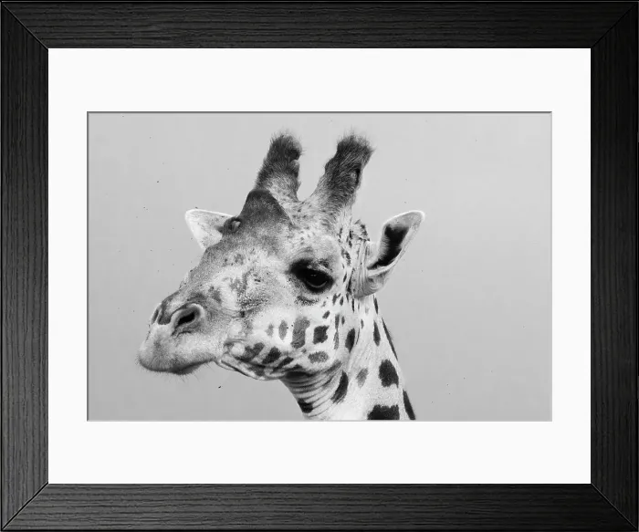 Framed Print : Portrait of a giraffe, Giraffa camelopardalis, Tsavo, Kenya. Date: 20-04-2017 Framed Print : Portrait of a giraffe, Giraffa camelopardalis, Tsavo, Kenya. Date: 20-04-2017