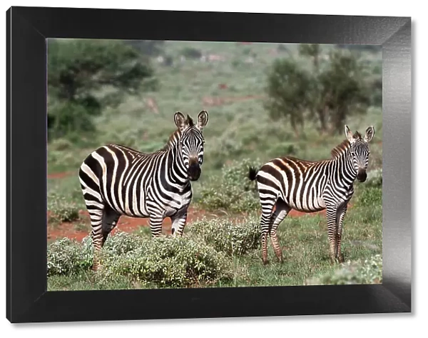 Plains zebra, Equus quagga, Tsavo, Kenya. Date: 13-12-2017
