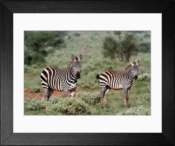 Framed Print : Plains zebra, Equus quagga, Tsavo, Kenya. Date: 13-12-2017 Framed Print : Plains zebra, Equus quagga, Tsavo, Kenya. Date: 13-12-2017