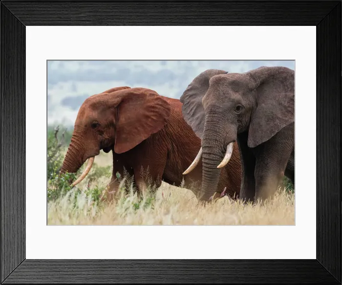Framed Print : Two African elephants, Loxodonta africana, one of them red for the color of the Tsavo's soil, Tsavo, Kenya. Date: 14-12-2017 Framed Print : Two African elephants, Loxodonta africana, one of them red for the color of the Tsavo's soil, Tsavo, Kenya. Date: 14-12-2017
