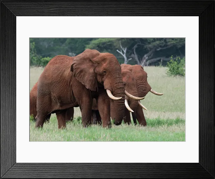Framed Print : African elephants, Loxodonta africana, Tsavo, Kenya. Date: 14-12-2017 Framed Print : African elephants, Loxodonta africana, Tsavo, Kenya. Date: 14-12-2017