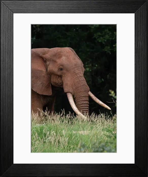 Framed Print : An African elephant, Loxodonta africana, with long tusks, walking in a forest, Tsavo, Kenya. Date: 14-12-2017 Framed Print : An African elephant, Loxodonta africana, with long tusks, walking in a forest, Tsavo, Kenya. Date: 14-12-2017