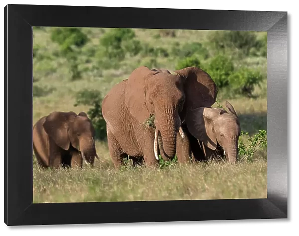 A female African elephant (Loxodonta africana) and calves, Lualenyi, Tsavo, Kenya. Date: 03-12-2018