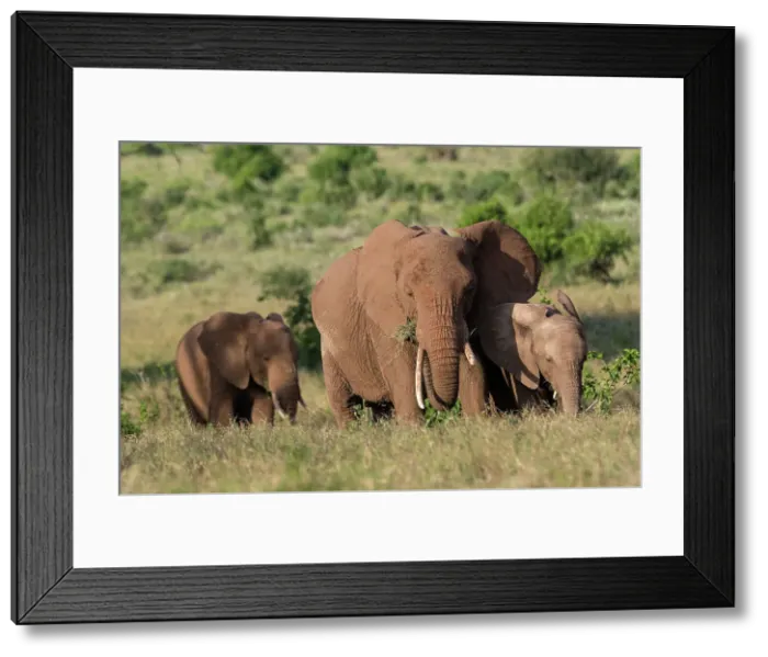 Framed Print : A female African elephant (Loxodonta africana) and calves, Lualenyi, Tsavo, Kenya. Date: 03-12-2018 Framed Print : A female African elephant (Loxodonta africana) and calves, Lualenyi, Tsavo, Kenya. Date: 03-12-2018