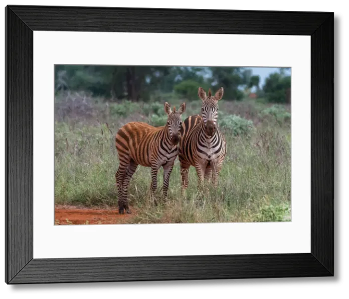 Framed Print : Plains zebra (Equus quagga) and calf, Tsavo, Kenya. Date: 04-12-2018 Framed Print : Plains zebra (Equus quagga) and calf, Tsavo, Kenya. Date: 04-12-2018