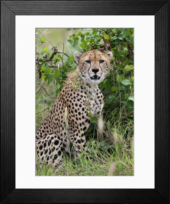 Framed Print : Cheetah (Acinonyx jubatus), Tsavo, Kenya. Date: 04-12-2018 Framed Print : Cheetah (Acinonyx jubatus), Tsavo, Kenya. Date: 04-12-2018