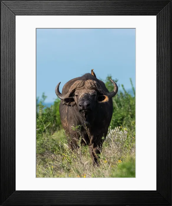 Framed Print : Yellow-billed oxpecker (Buphagus africanus) on a Cape buffalo (Syncerus caffer), Tsavo, Kenya. Date: 06-12-2018 Framed Print : Yellow-billed oxpecker (Buphagus africanus) on a Cape buffalo (Syncerus caffer), Tsavo, Kenya. Date: 06-12-2018