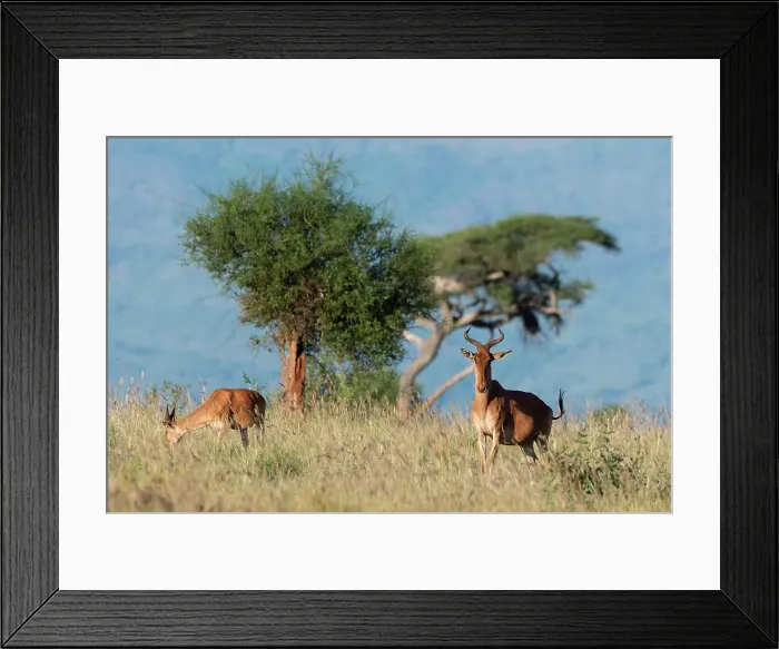 Framed Print : Coke's hartebeest (Alcelaphus buselaphus cokii) with its calf, Lualenyi, Tsavo, Kenya. Date: 09-12-2018 Framed Print : Coke's hartebeest (Alcelaphus buselaphus cokii) with its calf, Lualenyi, Tsavo, Kenya. Date: 09-12-2018