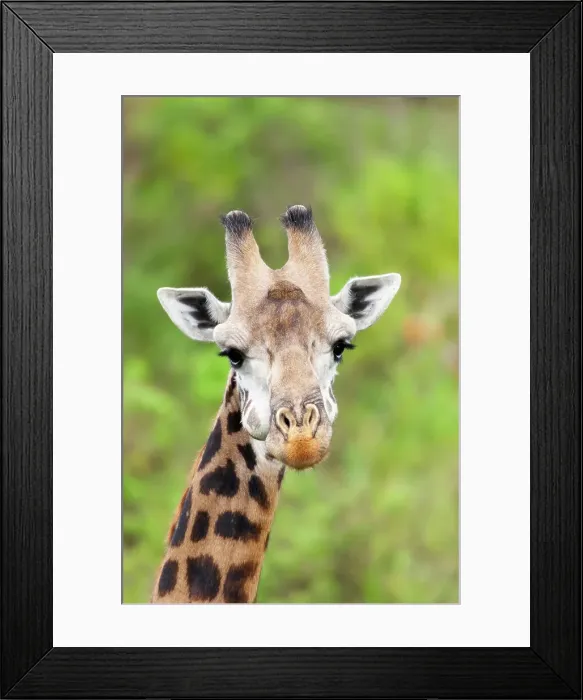 Framed Print : Africa, Tanzania. A head shot of a Masai giraffe. Date: 11-08-2005