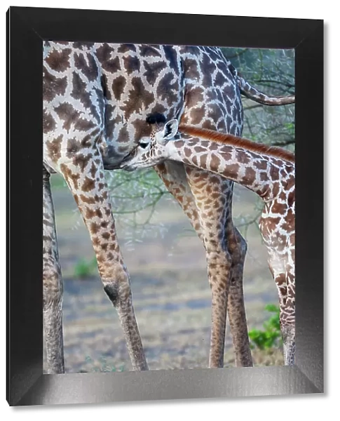 Africa, Tanzania. A young giraffe suckles. Date: 28-01-2009