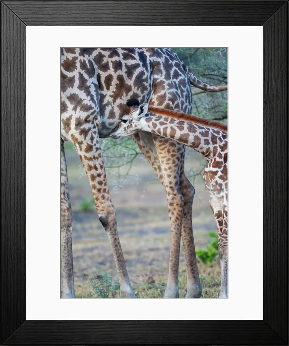 Framed Print : Africa, Tanzania. A young giraffe suckles. Date: 28-01-2009 Framed Print : Africa, Tanzania. A young giraffe suckles. Date: 28-01-2009
