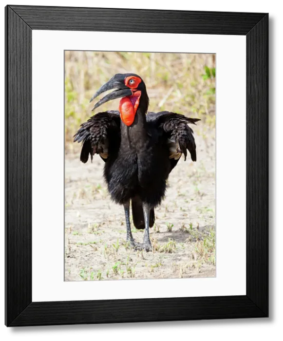 Framed Print : Africa, Tanzania. Portrait of a southern ground hornbill adult. Date: 30-01-2009 Framed Print : Africa, Tanzania. Portrait of a southern ground hornbill adult. Date: 30-01-2009
