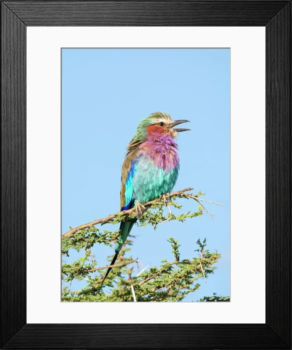 Framed Print : Africa, Tanzania. Portrait of a lilac-breasted roller. Date: 04-02-2009 Framed Print : Africa, Tanzania. Portrait of a lilac-breasted roller. Date: 04-02-2009