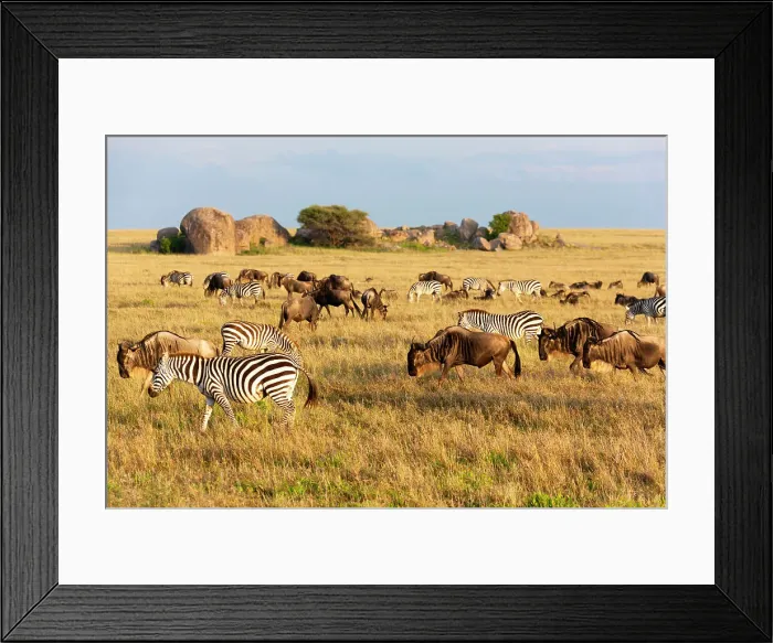 Framed Print : Africa, Tanzania, The Serengeti. Herd animals graze together on the plains with kopjes in the distance. Date: 07-02-2009 Framed Print : Africa, Tanzania, The Serengeti. Herd animals graze together on the plains with kopjes in the distance. Date: 07-02-2009