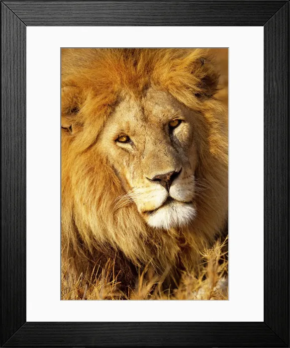 Framed Print : Africa, Tanzania. Headshot of a male lion. Date: 08-09-2010 Framed Print : Africa, Tanzania. Headshot of a male lion. Date: 08-09-2010