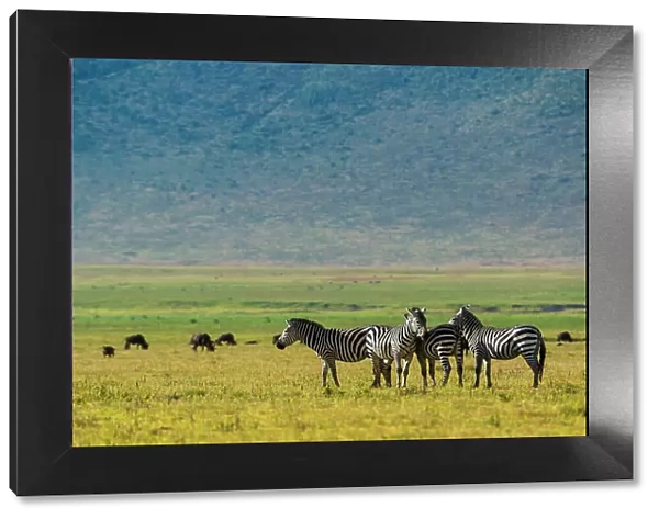 Plains zebras (Equus quagga), Ngorongoro crater, Ngorongoro Conservation Area, Serengeti, Tanzania. Date: 22-02-2018