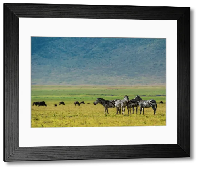 Framed Print : Plains zebras (Equus quagga), Ngorongoro crater, Ngorongoro Conservation Area, Serengeti, Tanzania. Date: 22-02-2018