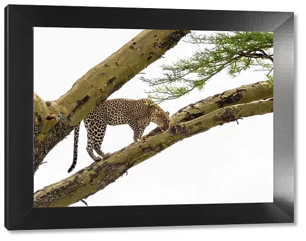 Leopard (Panthera pardus) on a tree, Seronera, Serengeti National Park, Tanzania. Date: 24-02-2018