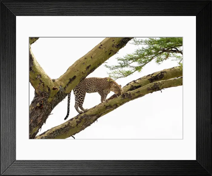 Framed Print : Leopard (Panthera pardus) on a tree, Seronera, Serengeti National Park, Tanzania. Date: 24-02-2018 Framed Print : Leopard (Panthera pardus) on a tree, Seronera, Serengeti National Park, Tanzania. Date: 24-02-2018