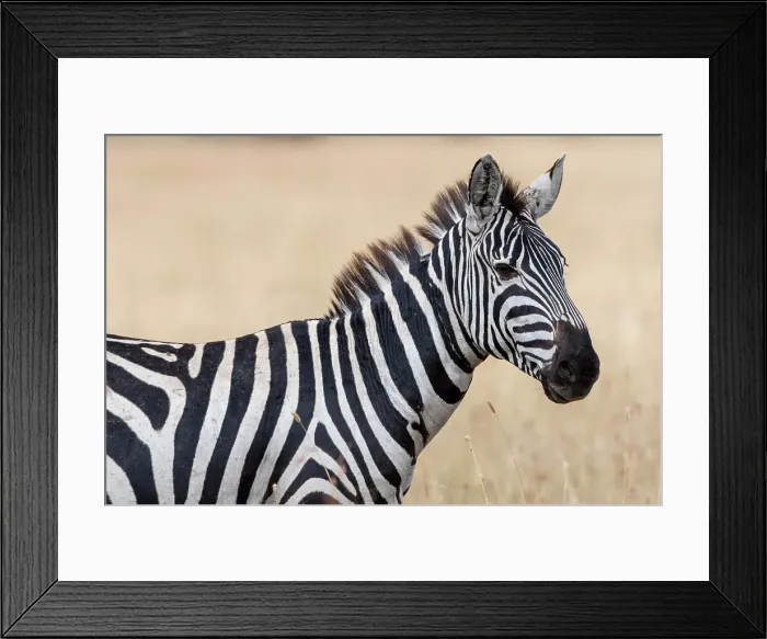 Framed Print : Plains zebra (Equus quagga), Seronera, Serengeti National Park, Tanzania. Date: 24-02-2018 Framed Print : Plains zebra (Equus quagga), Seronera, Serengeti National Park, Tanzania. Date: 24-02-2018