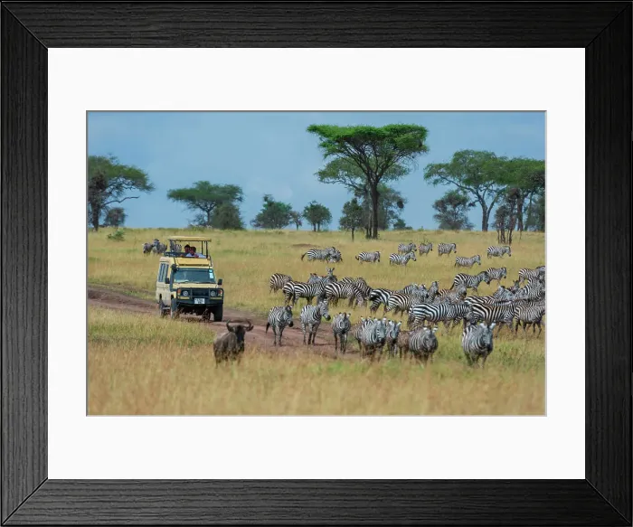 Framed Print : Plains zebras (Equus quagga), Seronera, Serengeti National Park, Tanzania. Date: 24-02-2018 Framed Print : Plains zebras (Equus quagga), Seronera, Serengeti National Park, Tanzania. Date: 24-02-2018
