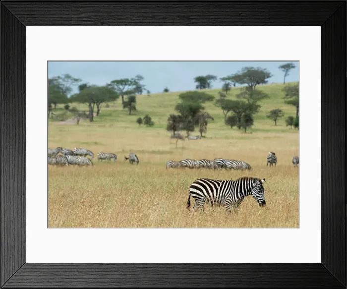 Framed Print : Plains zebras (Equus quagga), Seronera, Serengeti National Park, Tanzania. Date: 24-02-2018 Framed Print : Plains zebras (Equus quagga), Seronera, Serengeti National Park, Tanzania. Date: 24-02-2018