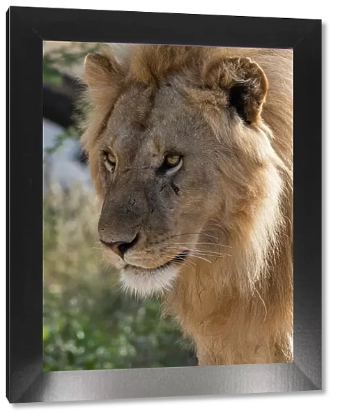 Lion (Panthera leo), Ndutu, Ngorongoro Conservation Area, Serengeti, Tanzania. Date: 26-02-2018