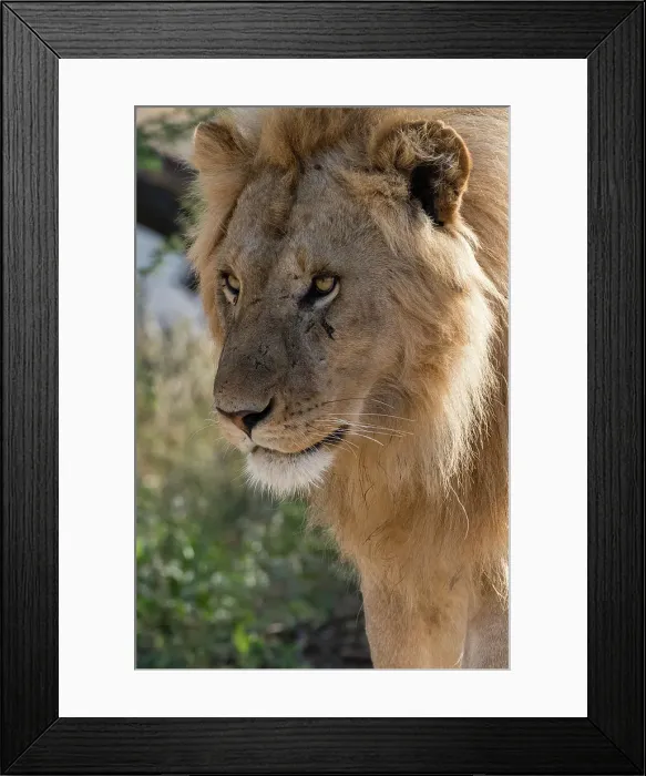 Framed Print : Lion (Panthera leo), Ndutu, Ngorongoro Conservation Area, Serengeti, Tanzania. Date: 26-02-2018 Framed Print : Lion (Panthera leo), Ndutu, Ngorongoro Conservation Area, Serengeti, Tanzania. Date: 26-02-2018