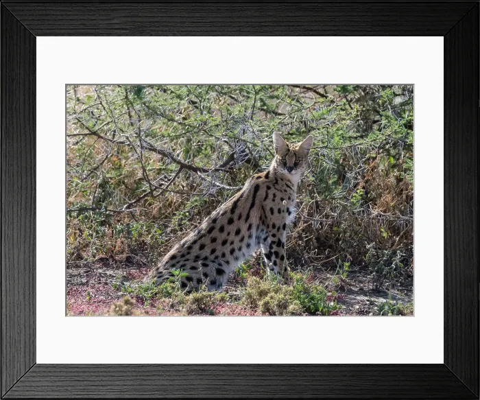 Framed Print : Serval (Leptailurus serval), Ndutu, Ngorongoro Conservation Area, Serengeti, Tanzania. Date: 26-02-2018 Framed Print : Serval (Leptailurus serval), Ndutu, Ngorongoro Conservation Area, Serengeti, Tanzania. Date: 26-02-2018