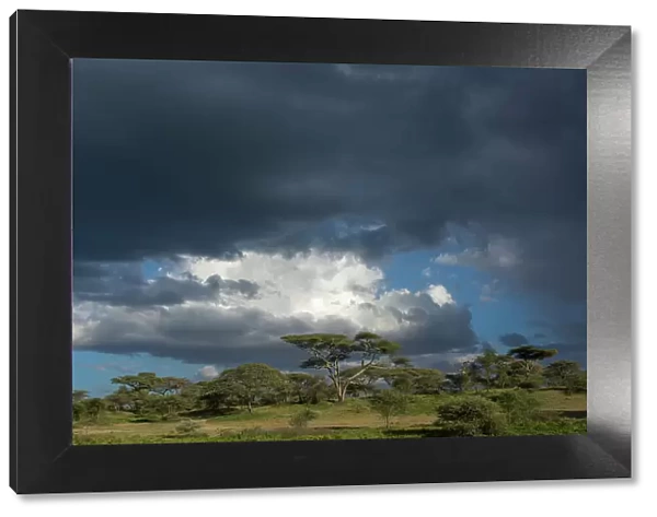 Rainstorm approaching Ndutu, Ngorongoro Conservation Area, Serengeti, Tanzania. Date: 14-02-2019