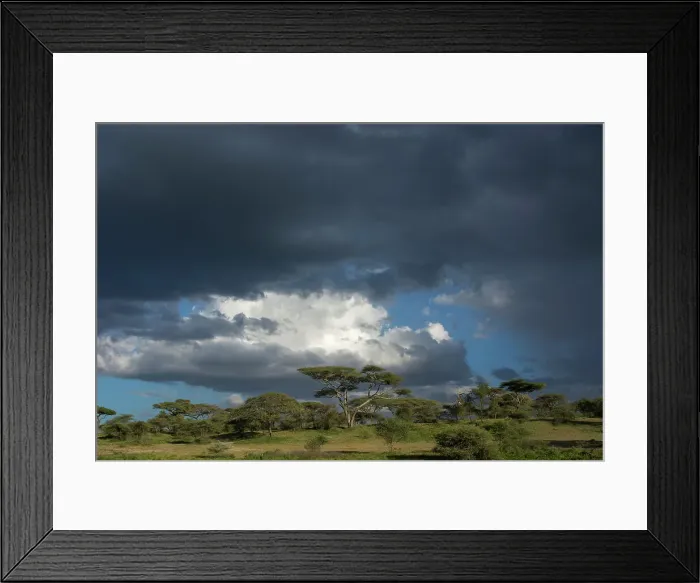 Framed Print : Rainstorm approaching Ndutu, Ngorongoro Conservation Area, Serengeti, Tanzania. Date: 14-02-2019 Framed Print : Rainstorm approaching Ndutu, Ngorongoro Conservation Area, Serengeti, Tanzania. Date: 14-02-2019