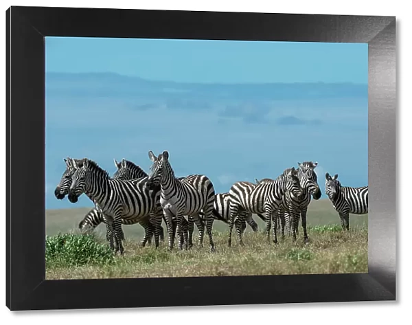 Plains zebras (Equus quagga), Ndutu, Ngorongoro Conservation Area, Serengeti, Tanzania. Date: 17-02-2019