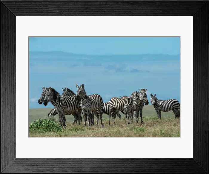 Framed Print : Plains zebras (Equus quagga), Ndutu, Ngorongoro Conservation Area, Serengeti, Tanzania. Date: 17-02-2019 Framed Print : Plains zebras (Equus quagga), Ndutu, Ngorongoro Conservation Area, Serengeti, Tanzania. Date: 17-02-2019