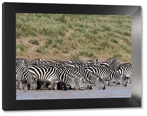 A herd of plains zebras, Equus quagga, drinking at Hidden Valley lake, Ndutu, Ngorongoro Conservation Area, Serengeti, Tanzania. Date: 17-02-2019