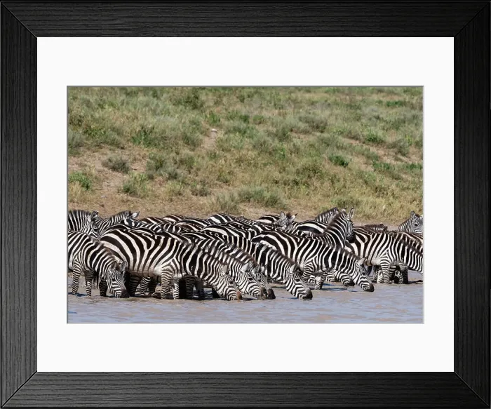Framed Print : A herd of plains zebras, Equus quagga, drinking at Hidden Valley lake, Ndutu, Ngorongoro Conservation Area, Serengeti, Tanzania. Date: 17-02-2019 Framed Print : A herd of plains zebras, Equus quagga, drinking at Hidden Valley lake, Ndutu, Ngorongoro Conservation Area, Serengeti, Tanzania. Date: 17-02-2019