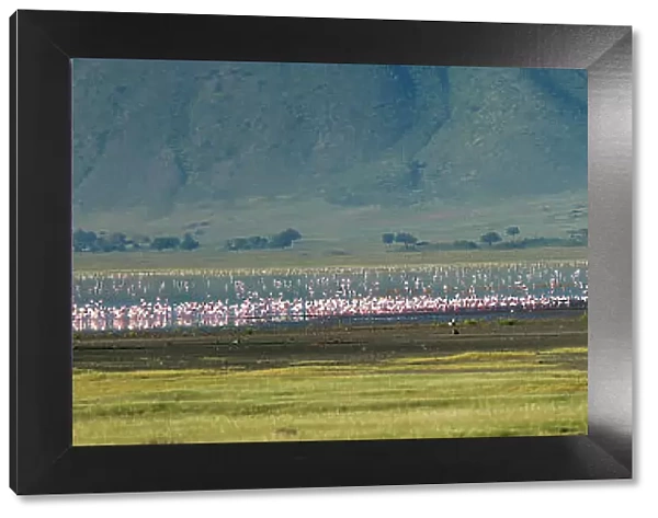 Greater flamingos (Phoenicopterus roseus), Ngorongoro crater, Ngorongoro Conservation Area, Serengeti, Tanzania. Date: 18-02-2019