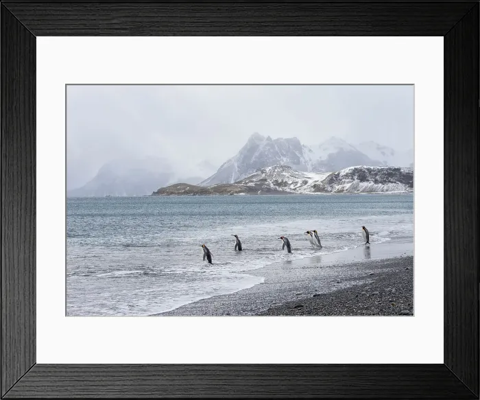 Framed Print : Southern Ocean, South Georgia, Salisbury Plain. After a snowfall, the beach at Salisbury Plain with its penguin inhabitants appears clean Date: 10-10-2012 Framed Print : Southern Ocean, South Georgia, Salisbury Plain. After a snowfall, the beach at Salisbury Plain with its penguin inhabitants appears clean Date: 10-10-2012