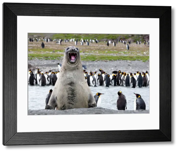 Framed Print : Southern Ocean, South Georgia, southern elephant seal. An elephant seal bull bellows. Date: 18-01-2008