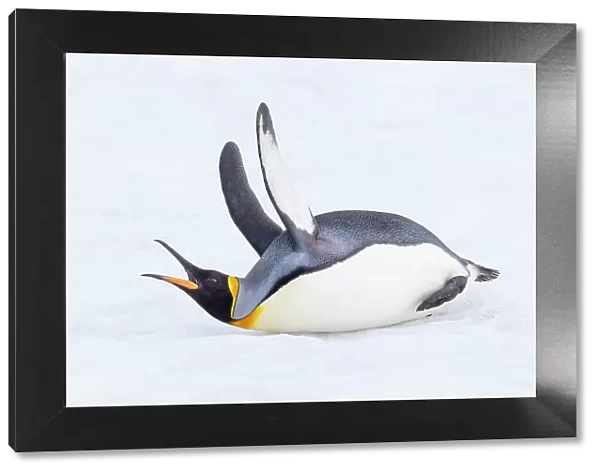 Southern Ocean, South Georgia. A king penguin flaps its flippers and vocalizes while lying down. Date: 13-10-2012