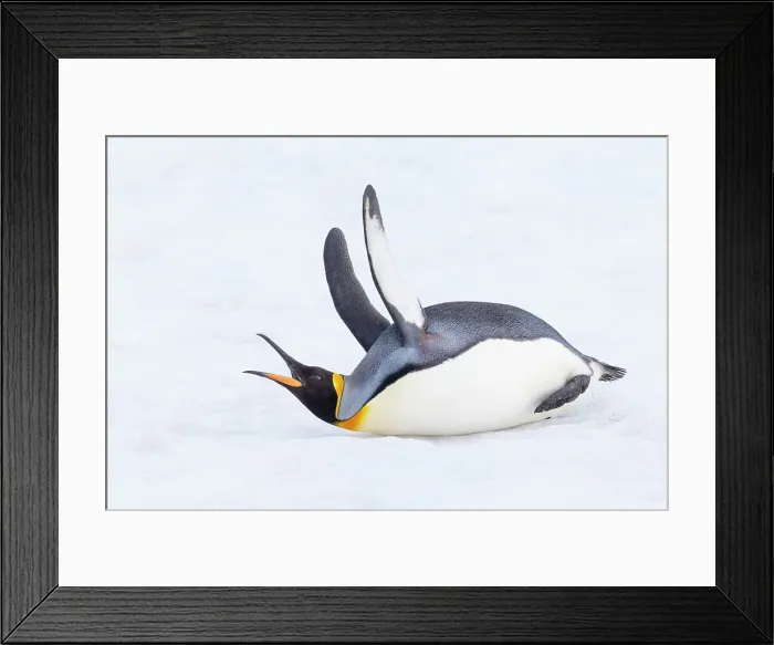Framed Print : Southern Ocean, South Georgia. A king penguin flaps its flippers and vocalizes while lying down. Date: 13-10-2012 Framed Print : Southern Ocean, South Georgia. A king penguin flaps its flippers and vocalizes while lying down. Date: 13-10-2012