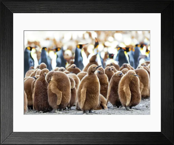 Framed Print : Southern Ocean, South Georgia. King penguin chicks stand together with adults in the background. Date: 18-11-2011 Framed Print : Southern Ocean, South Georgia. King penguin chicks stand together with adults in the background. Date: 18-11-2011
