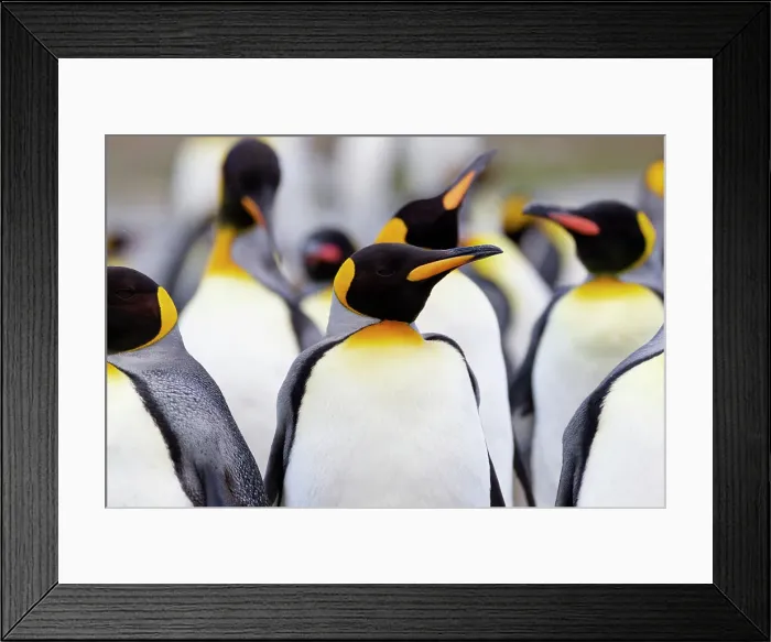 Framed Print : Southern Ocean, South Georgia. Portrait of a king penguin among other adults. Date: 18-11-2011 Framed Print : Southern Ocean, South Georgia. Portrait of a king penguin among other adults. Date: 18-11-2011