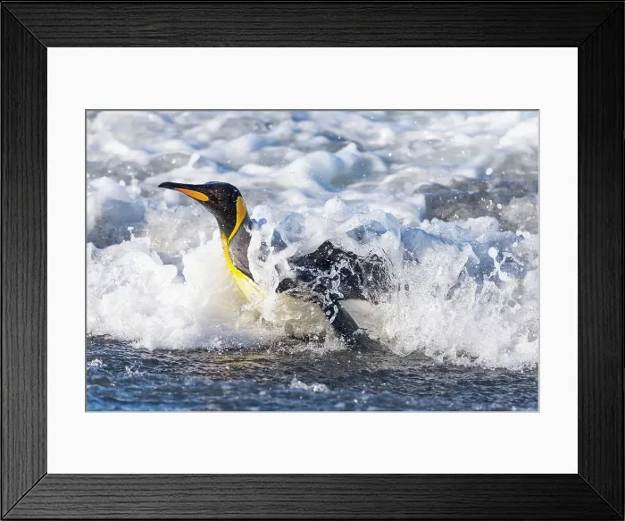 Framed Print : Southern Ocean, South Georgia. A king penguin surfs the waves to the shore. Date: 13-10-2012 Framed Print : Southern Ocean, South Georgia. A king penguin surfs the waves to the shore. Date: 13-10-2012