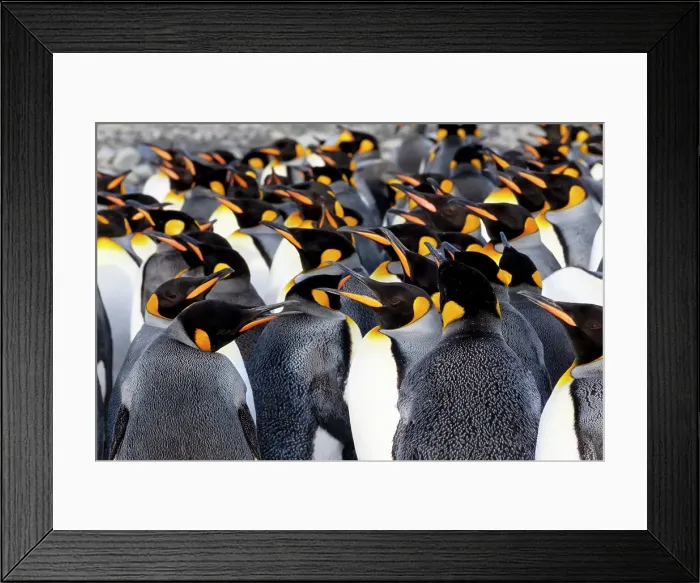 Framed Print : Southern Ocean, South Georgia. Picture of a group of king penguins. Date: 13-10-2012 Framed Print : Southern Ocean, South Georgia. Picture of a group of king penguins. Date: 13-10-2012