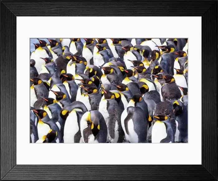 Framed Print : Southern Ocean, South Georgia. View of a group of molting adults. Date: 18-11-2011