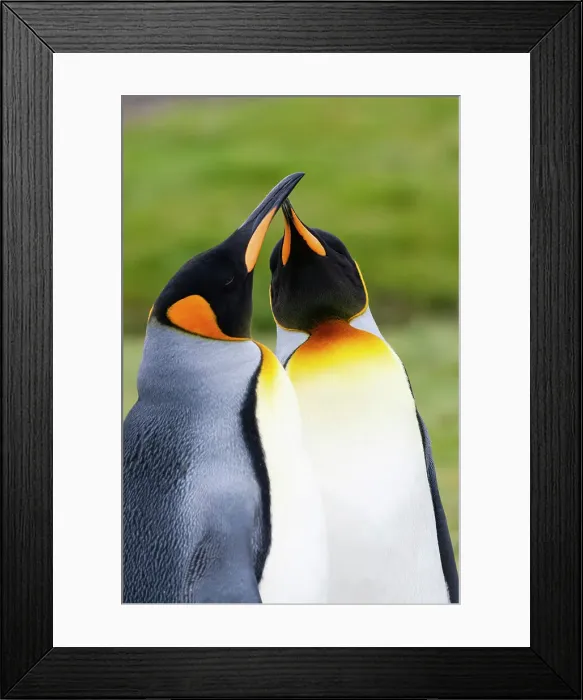 Framed Print : Southern Ocean, South Georgia. Portrait of two courting king penguins. Date: 17-01-2008 Framed Print : Southern Ocean, South Georgia. Portrait of two courting king penguins. Date: 17-01-2008