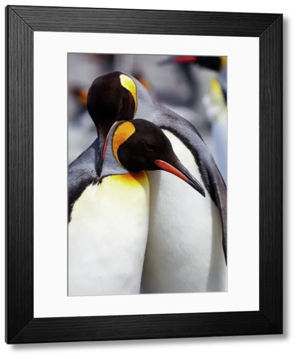 Framed Print : Southern Ocean, South Georgia. Portrait of two adults exhibiting courting behavior. Date: 18-11-2011 Framed Print : Southern Ocean, South Georgia. Portrait of two adults exhibiting courting behavior. Date: 18-11-2011