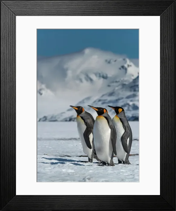 Framed Print : South Georgia Island. Group of king penguins walk on snowy shore of Salisbury Plain Date: 16-10-2019 Framed Print : South Georgia Island. Group of king penguins walk on snowy shore of Salisbury Plain Date: 16-10-2019
